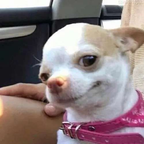 Ảnh troll mèo troll xuất hiện cạnh chó lanh lợi tạo khung cảnh hài