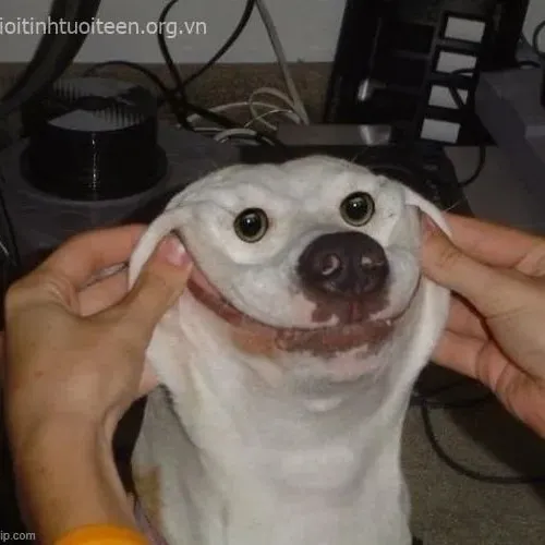 Meme hài gương mặt chó cười tạo hiệu ứng châm biếm tinh tế