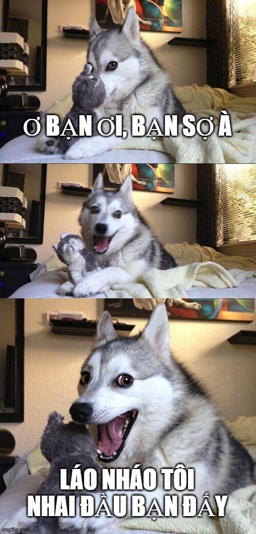 Meme này xuất hiện là biết ai đang lo lắng - Chó Husky hù dọa