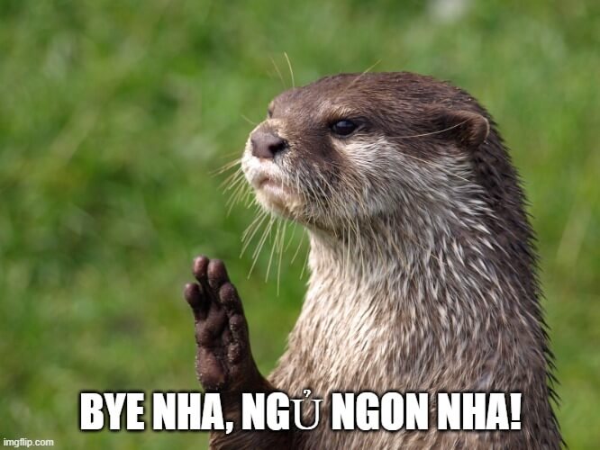 Hình meme nói lời tạm biệt theo cách siêu đáng yêu và đầy sáng tạo của chú rái cá