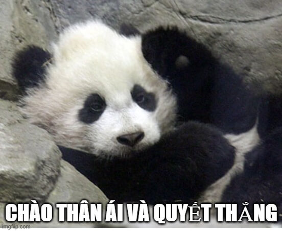 Meme gấu trúc chào tạm biệt khiến bạn vừa muốn cười, vừa muốn lưu giữ mãi.