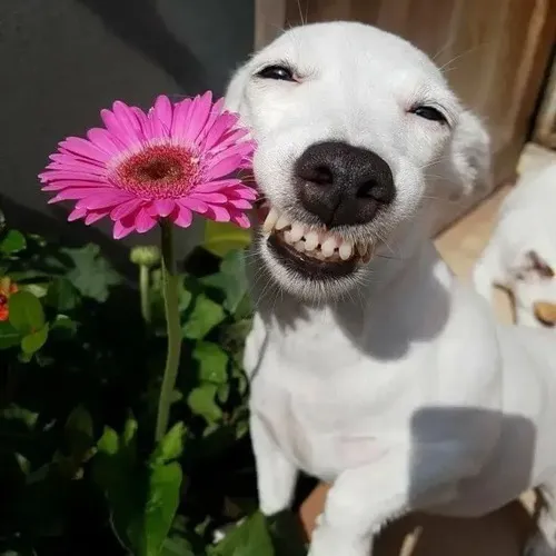 Hình meme cún con troll xuất hiện cùng chó tếu tạo tương phản vui