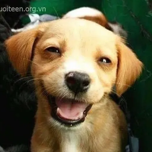 Ảnh vui chó lanh lợi khoe thân hình béo tròn trong bố cục hài