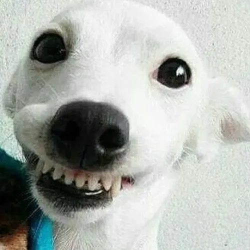 Ảnh chế thú cưng phản ứng khiến nụ cười lệch thêm nổi bật