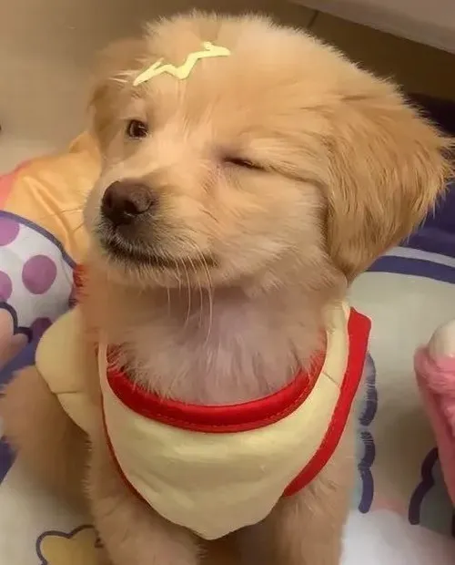 Ảnh troll Pug dựng tai trong dáng đứng chó cực phi lý