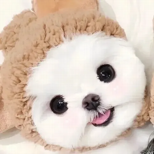 Ảnh troll chó con tinh nghịch xoay đầu tạo hiệu ứng đồng cảm mạnh