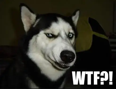 Mặt ngơ ngác của Husky khiến ai cũng phì cười vì quá biểu cảm.