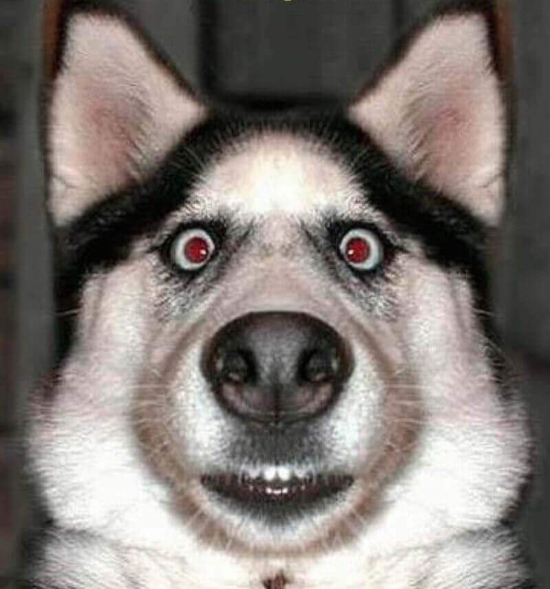 Khi Husky bị gọi tên giữa lúc đang ngủ – bất ngờ full HD.