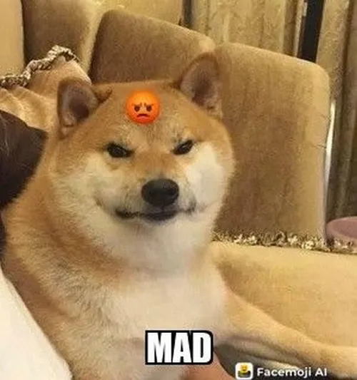 Meme hài cún Nhật hòa cảm xúc khó tả qua thần thái mếu nhẹ ngộ nghĩnh