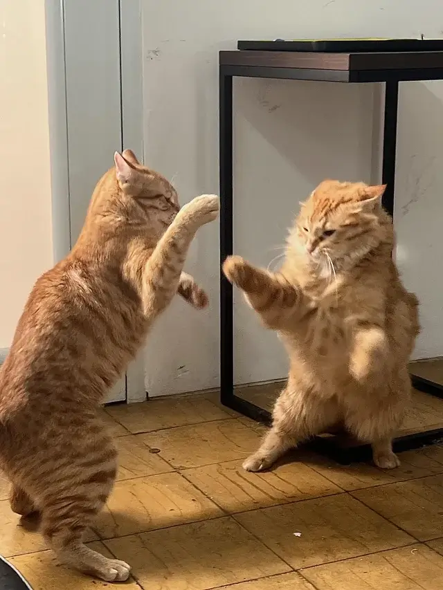 Ảnh meme 2 con mèo đánh nhau, nhẹ như ruồi nhưng biểu cảm như tung tuyệt chiêu.