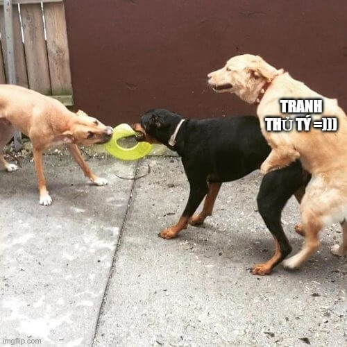 Ảnh meme chó đánh nhau: Tranh thủ tý