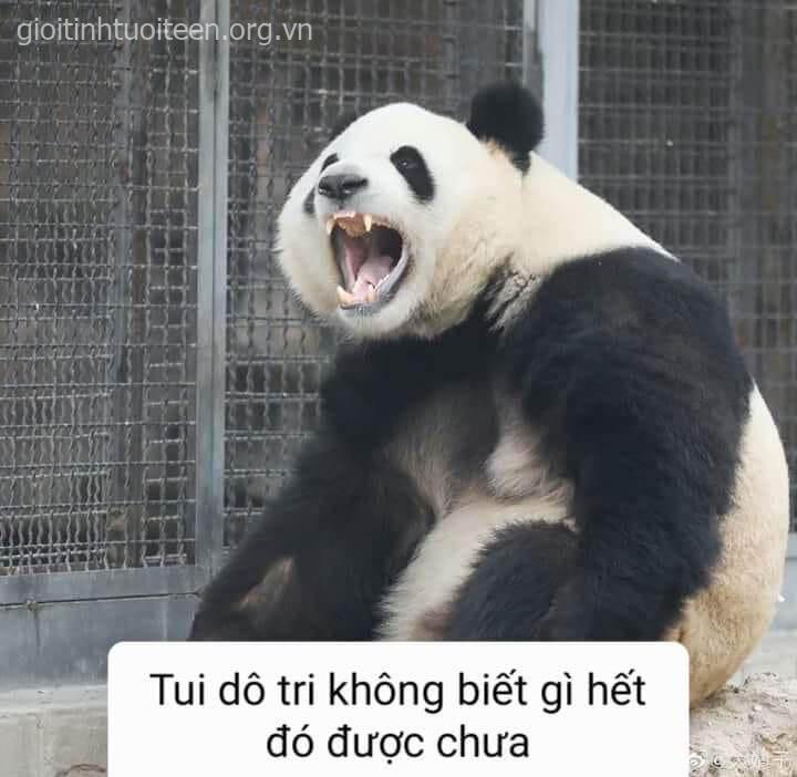 Tui dô tri không biết gì hết đó, được chưa - Gấu trúc said