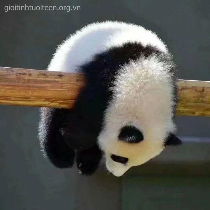 Mập như gấu mà tim yếu xỉu
