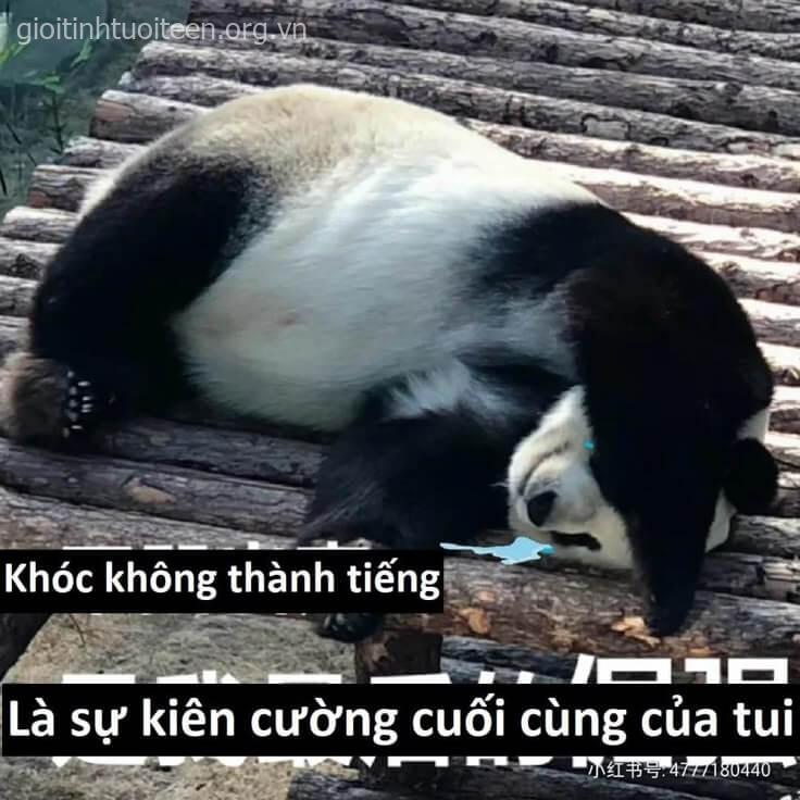 Khóc không thành tiếng, là sự kiên cường cuối cùng của tôi