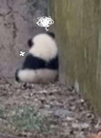 Gấu trúc không gào, chỉ rơi lệ, giận dỗi