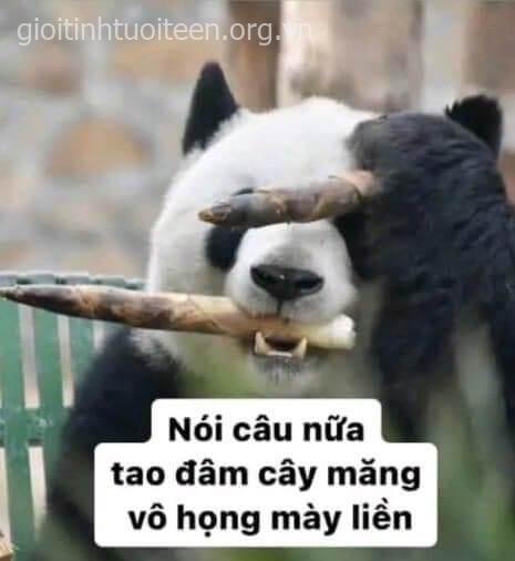 Gấu trúc giận: Nói câu nữa tao đâm cây măng vô họng mày liền