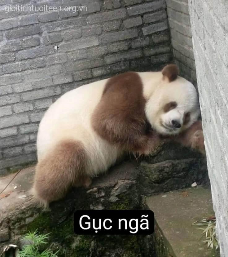 Tổn thương quá, hóa gấu trúc luôn rồi
