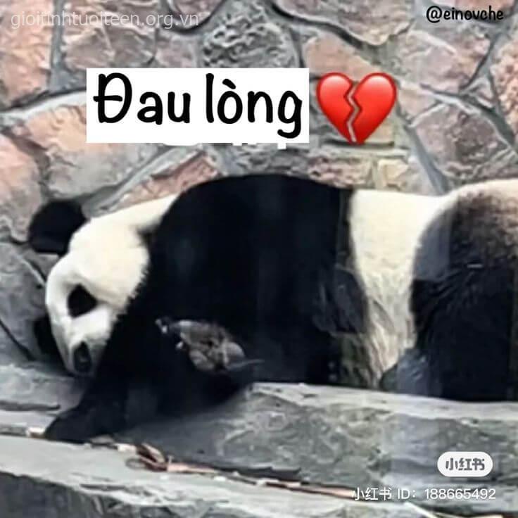 Gấu trúc khóc vì crush có bồ