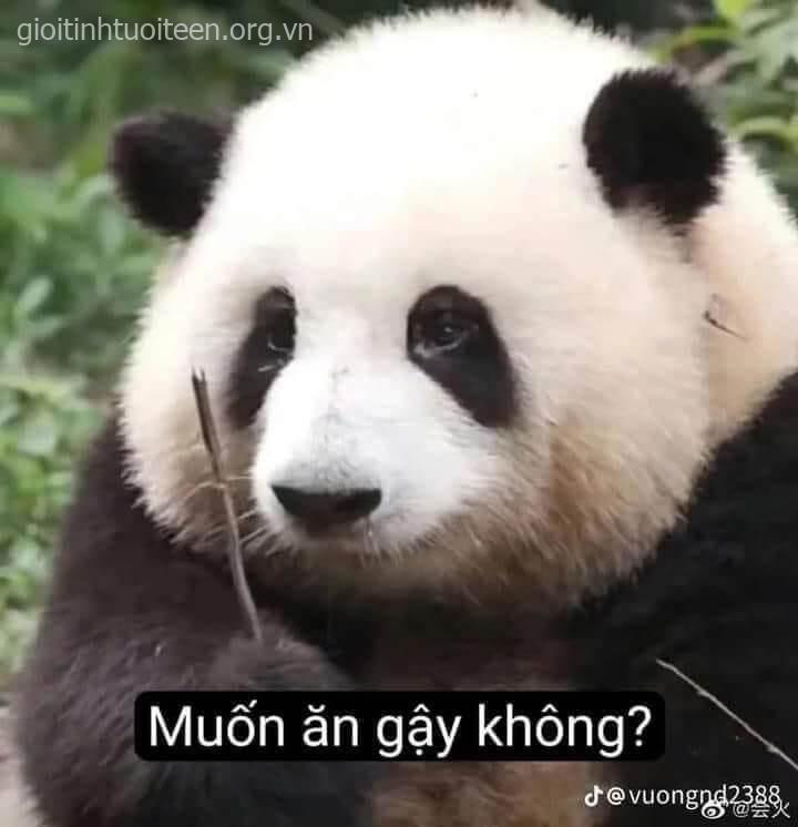 Gấu trúc này khóc hoài không chán: Muốn ăn gậy không