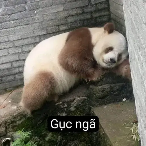 Mô tả ảnh chế gương mặt mếu vì cảm xúc khóc vỡ òa