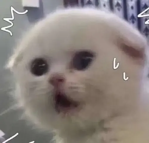 Khi meme mèo sợ hãi trở thành lựa chọn gây vui