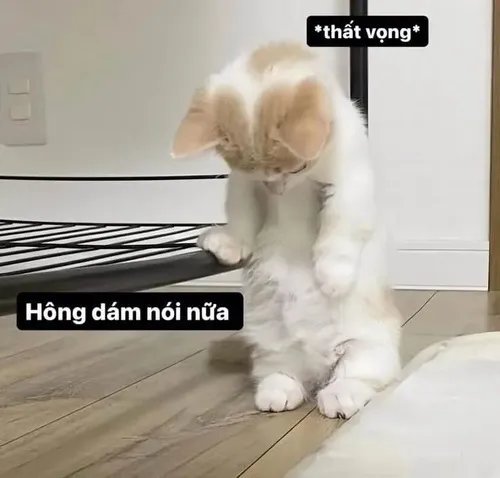 Ảnh vui mèo tam thể mang cảm giác u sầu khó gọi tên