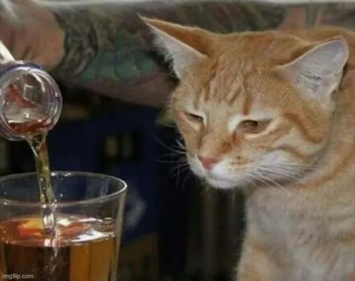 Ảnh vui mèo vàng kết nối dáng co ro với tâm trạng