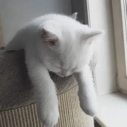 Mèo buồn dáng co ro hợp khi bạn muốn gửi tín hiệu mình đang xuống mood