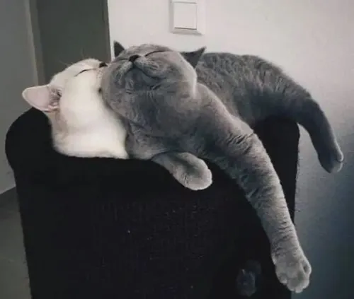 Hình meme hài mèo rũ người ngáp dài cạnh ổ nằm ấm góc phòng