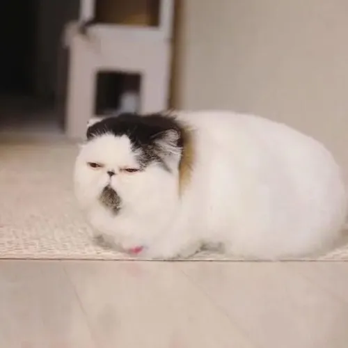 60+ ảnh Meme Mèo Buồn Ngủ hài hước ngáp tới ngáp lui như sắp ngủ gục