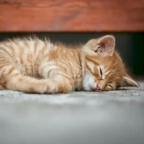 Hình troll mèo Ba Tư lim dim mắt nằm bẹp trên sàn lạnh nhưng vẫn ấm vibe