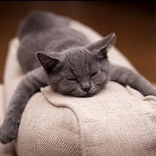 Meme chế mèo lơ mơ hơi thở rịn nhẹ như báo hiệu cơn ngủ sâu