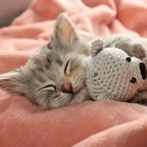 Khoảnh khắc mèo gật gù mắt díp dựa vào đuôi mèo để giữ thăng bằng