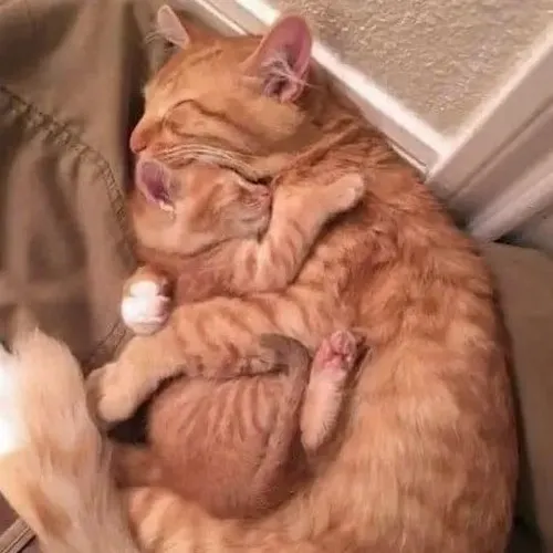 Meme chế mèo gật gù hơi thở rịn nhẹ khi chống lại cơn buồn ngủ