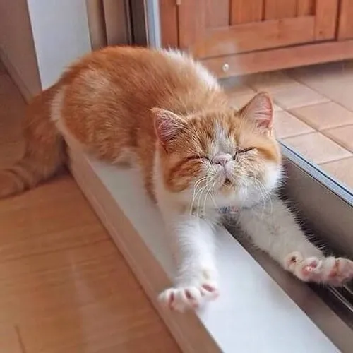 Meme hài mèo thiu ngủ vùi mặt vào lông mèo để tránh ánh sáng