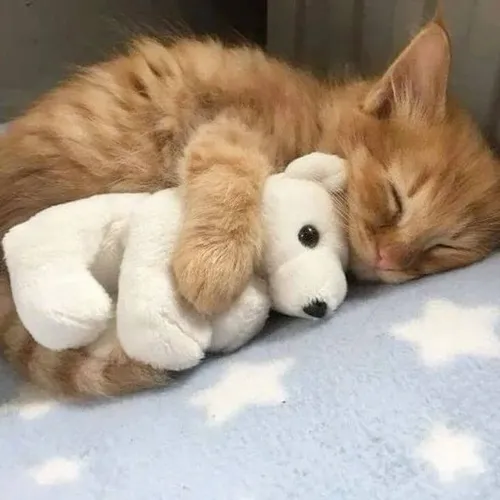 Ảnh troll mèo rũ người nằm bẹp cạnh chiếc chăn nhỏ phảng phất hơi ấm