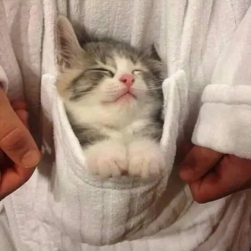 Ảnh meme vui mèo mệt rũ mắt díp cố giữ tỉnh táo vài giây cuối