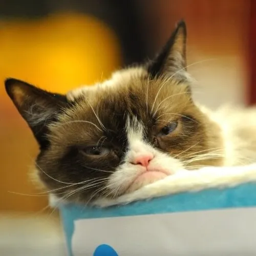 Ảnh troll mèo mướp uể oải chống mắt gật gù dù tiếng động rất nhỏ