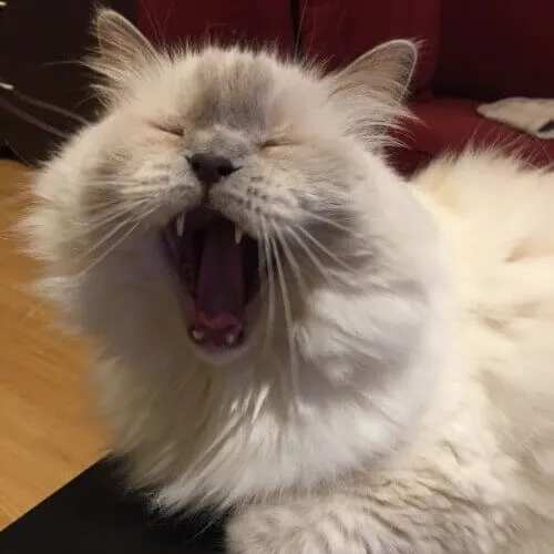 Meme chế mèo lơ mơ cuộn tròn nửa vời trên chiếc gối bông trắng nhẹ