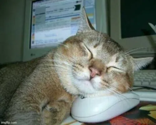 Meme mèo lim dim uể oải dựa mặt vào cửa sổ đón làn gió lạnh