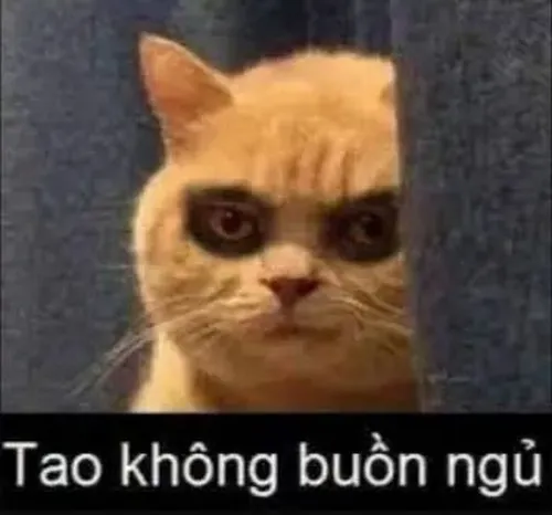 Hình chế meme vui mèo díp mắt buồn ngủ nằm bẹp góc nhà thật đáng yêu