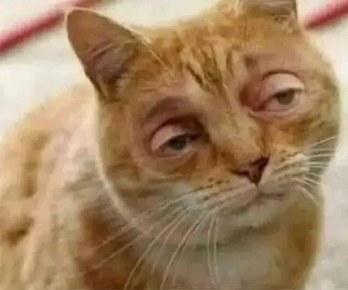 Meme mèo díp mắt gật gù theo nhịp uể oải khi ngáp dài liên tục