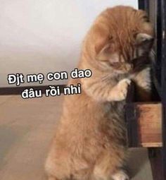 Con dao đâu rồi nhỉ?