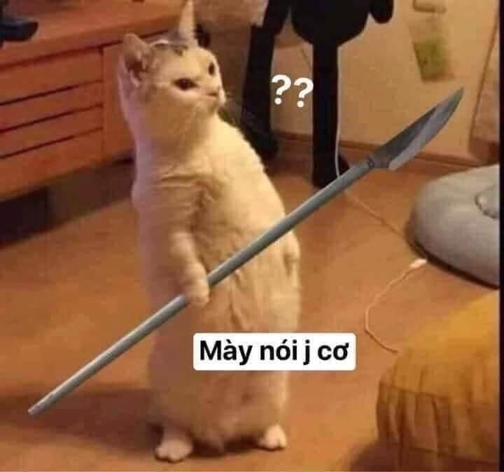 Meme mèo cầm phóng lợn: Mày nói gì cơ?