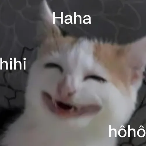 78 ảnh Meme Mèo Cười cute dễ thương với nụ cười tỏa nắng rất đáng yêu