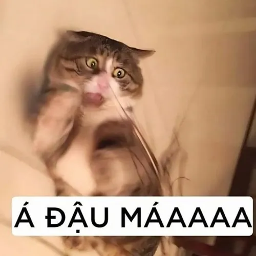 Hình chế meme vui mèo má phúng soi sáng biểu cảm hài khó đỡ