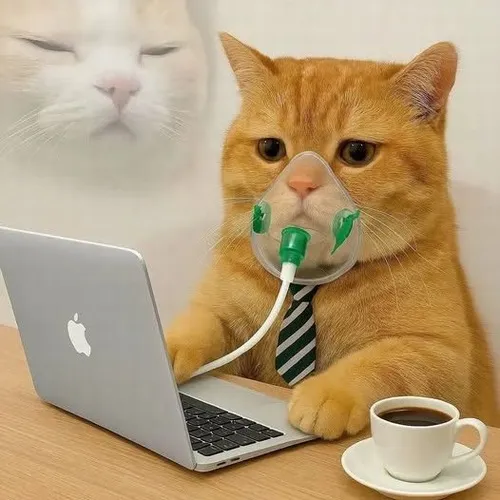 170+ ảnh Meme Mèo cute hài hước (có chữ) biểu cảm mặn mòi chuyên troll cà khịa