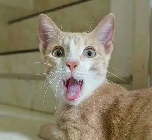 Ảnh vui mèo nhỏ bối rối đứng hình vài giây