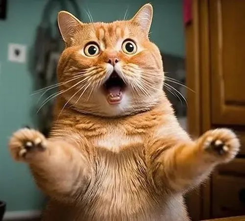 Mèo lảo đảo hoảng loạn tạo vibe hài nhưng vẫn đúng tâm trạng