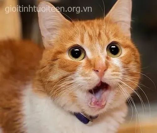 Meme bé mèo mô tả mắt mở rộng trước cú xoay bất ngờ